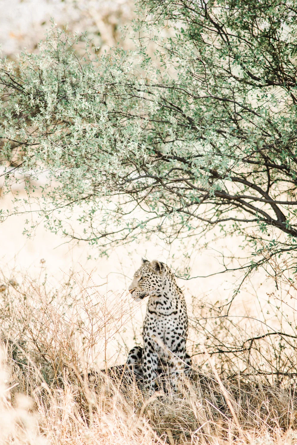 OliviaBossertPhotography (4 of 33).jpg