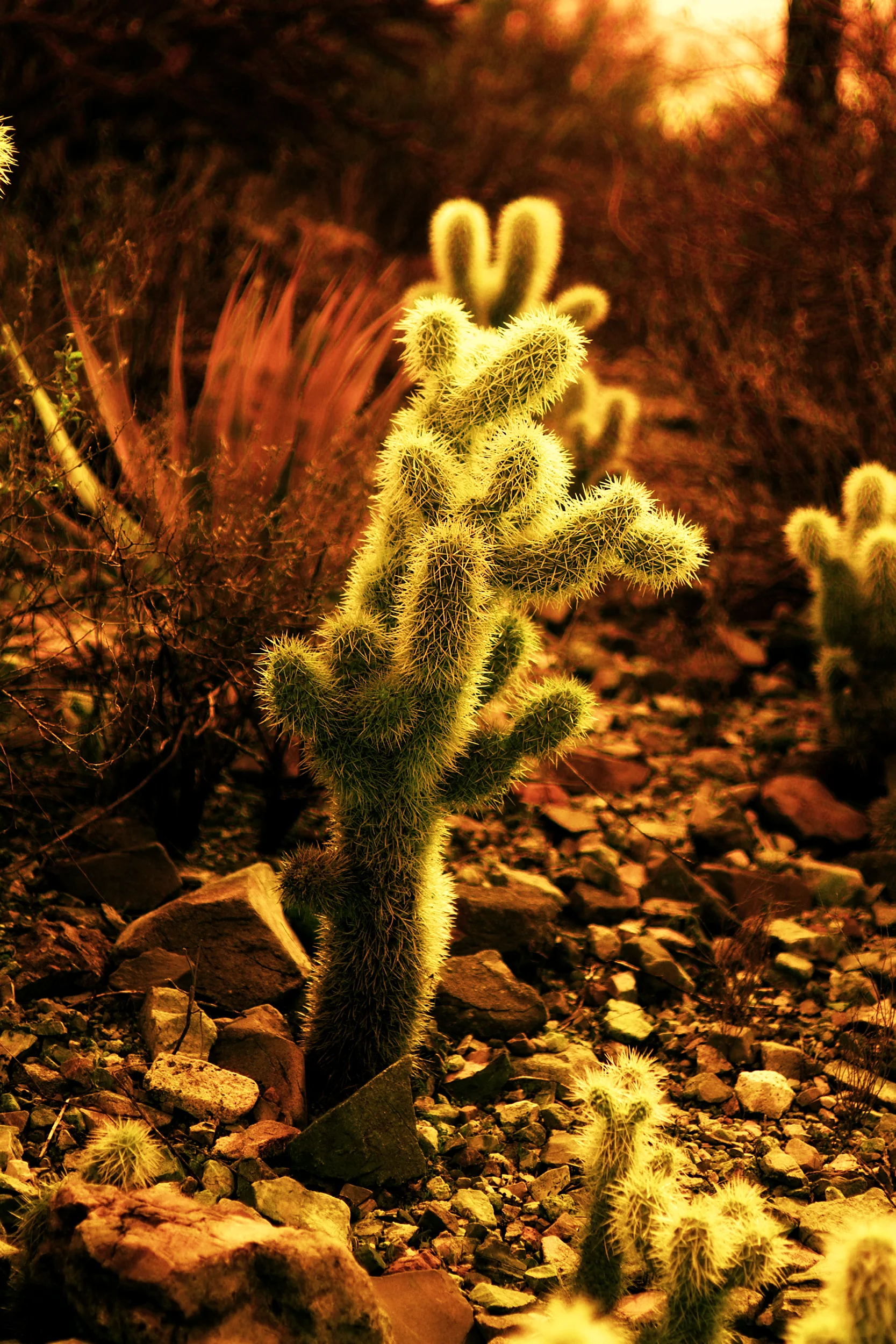 cactus sunset