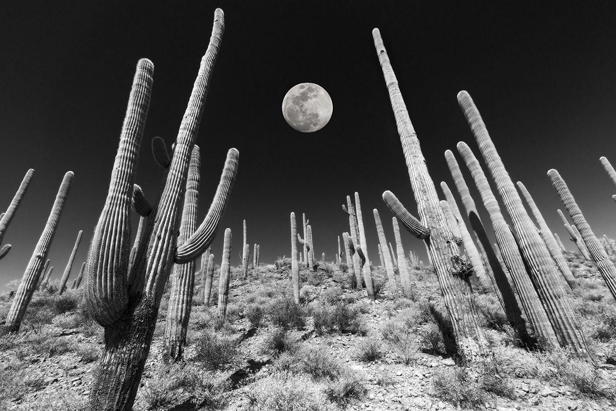   the sonoran desert 