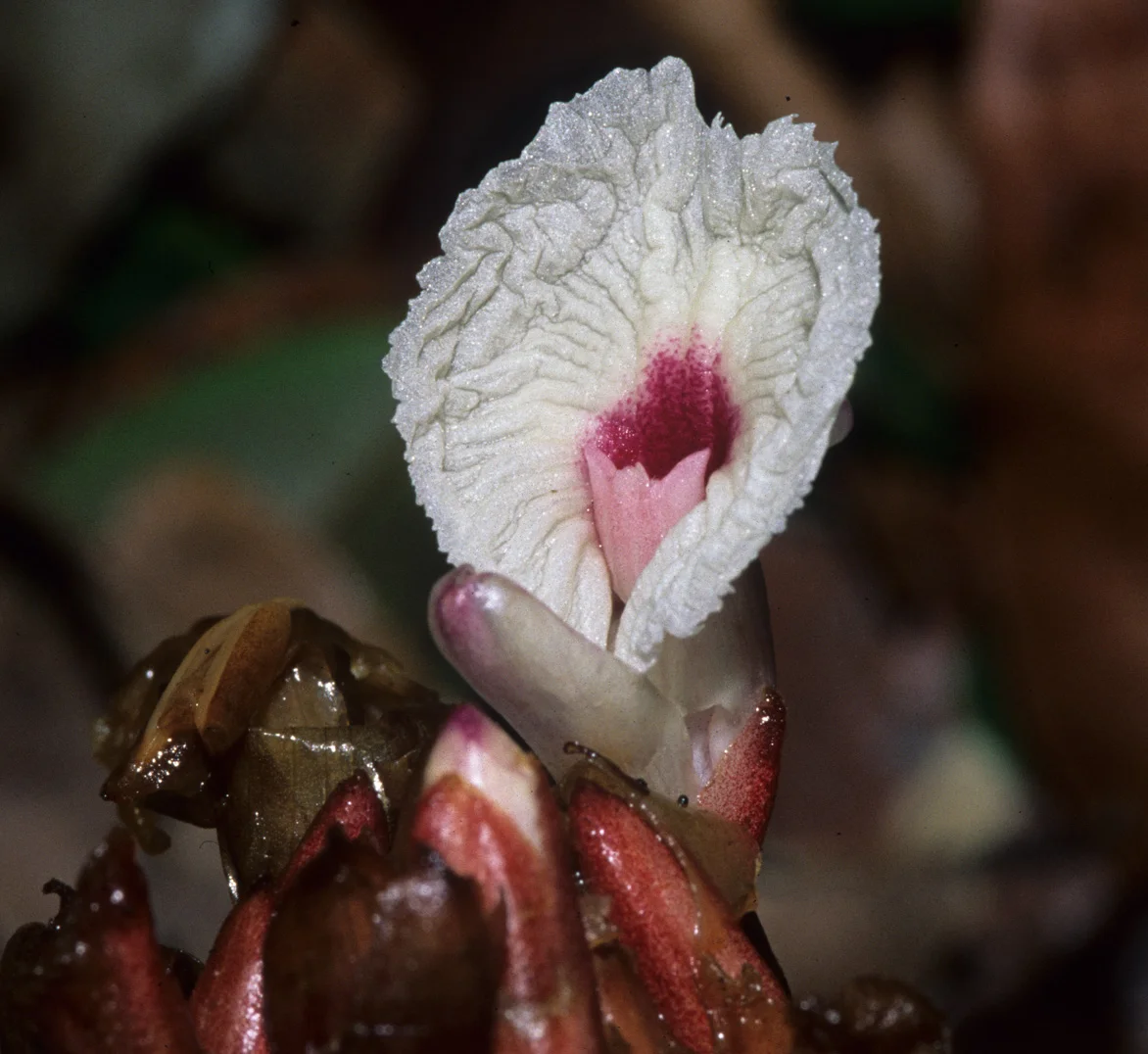 aframomum_flower.jpg