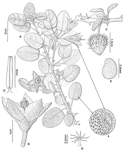 SBM99_toliaraea small.jpg