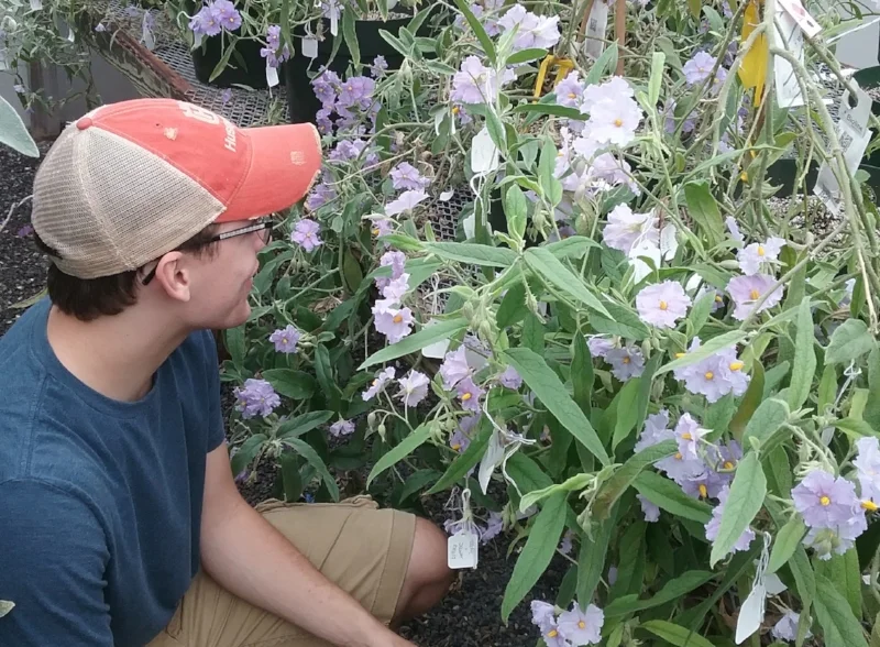 Daniel Hayes , recipient of the 2018 Undergraduate Research Prize (URP) looks onto some of his Solanoid research subjects.