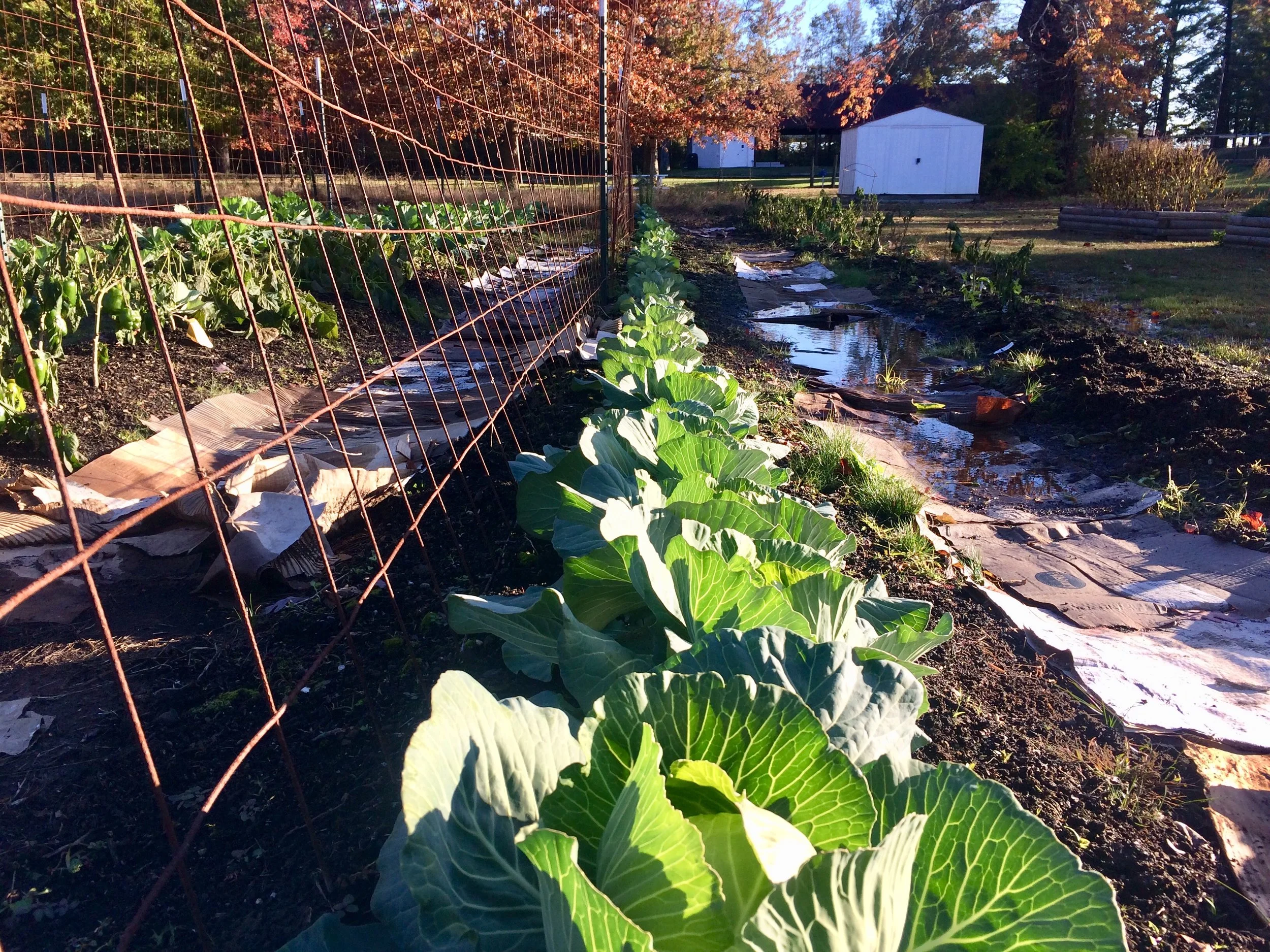 Winter Cabbages