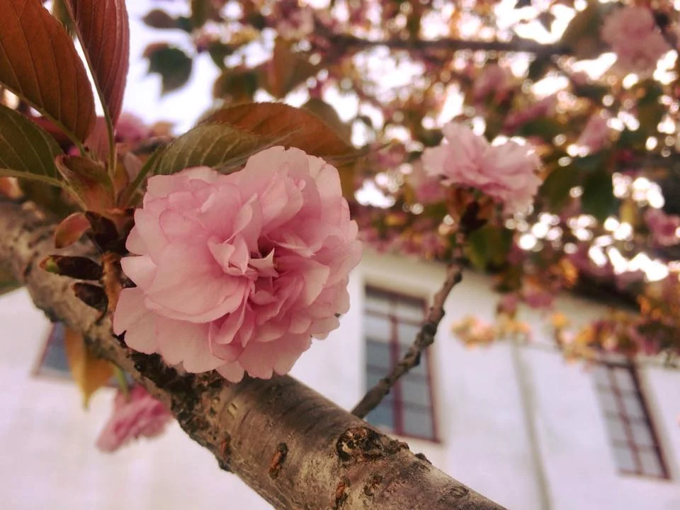 Cheery Blossoms