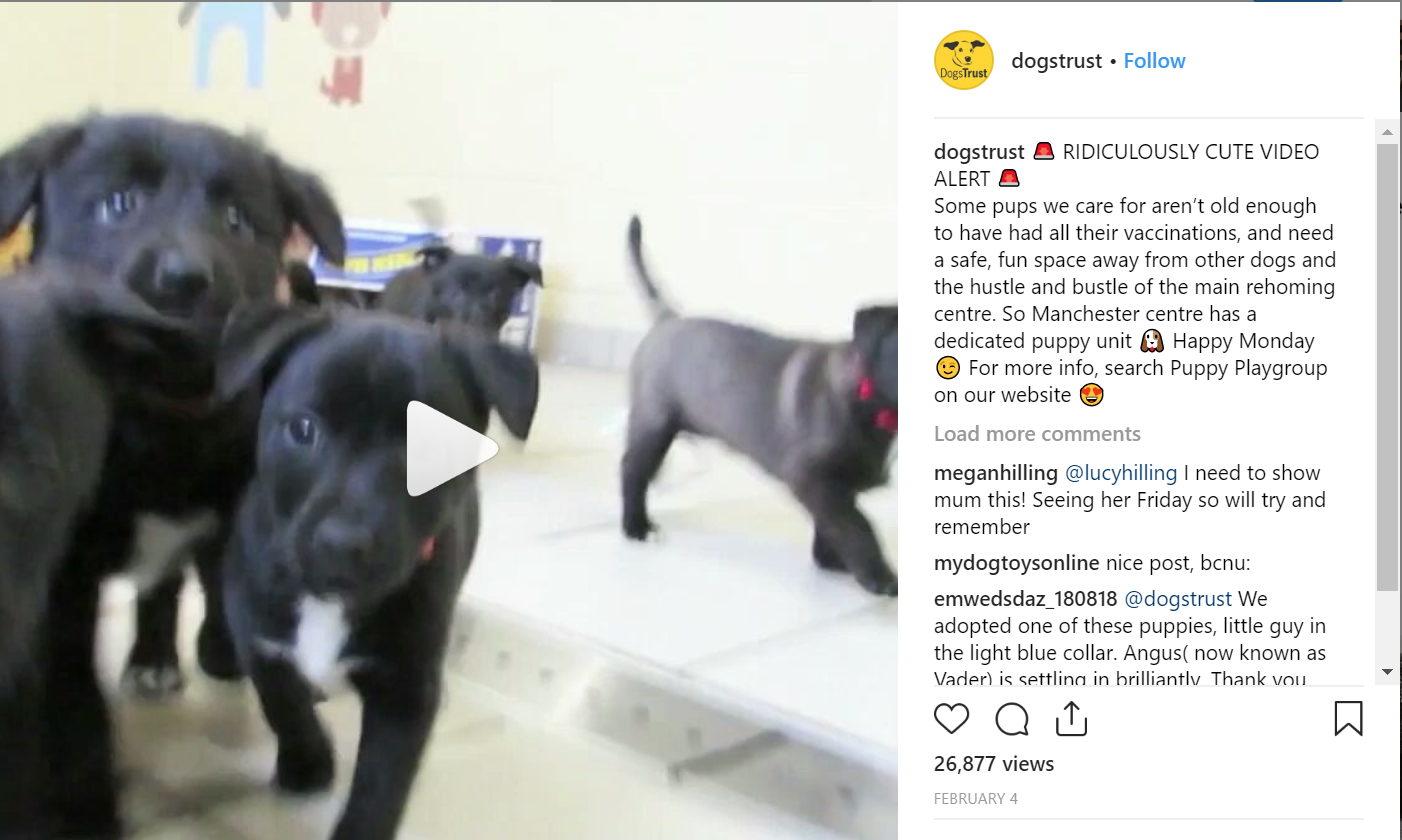 The Dogs Trust has a subject matter which lends itself to visual content.