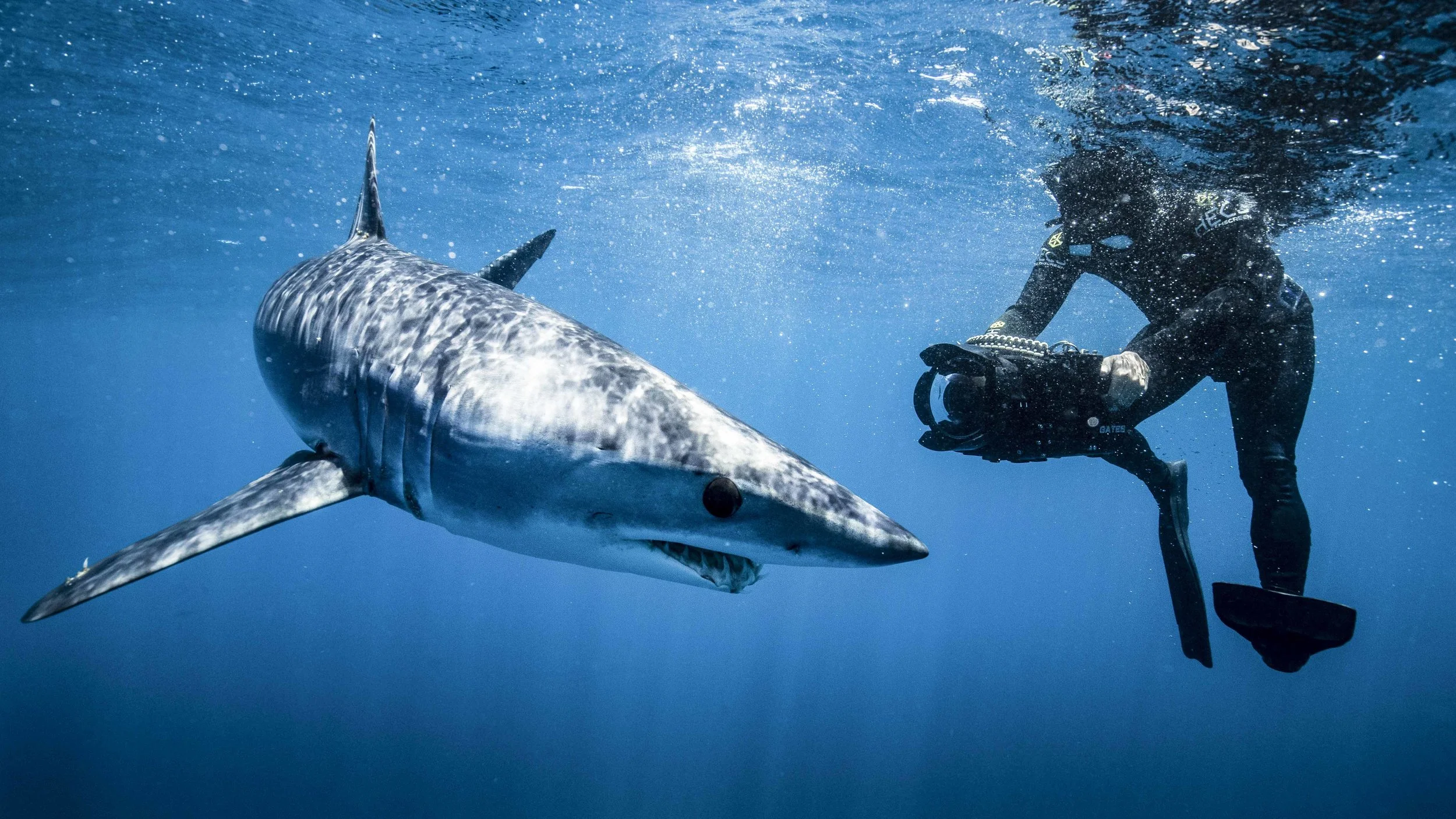 filipe and a shark.jpg