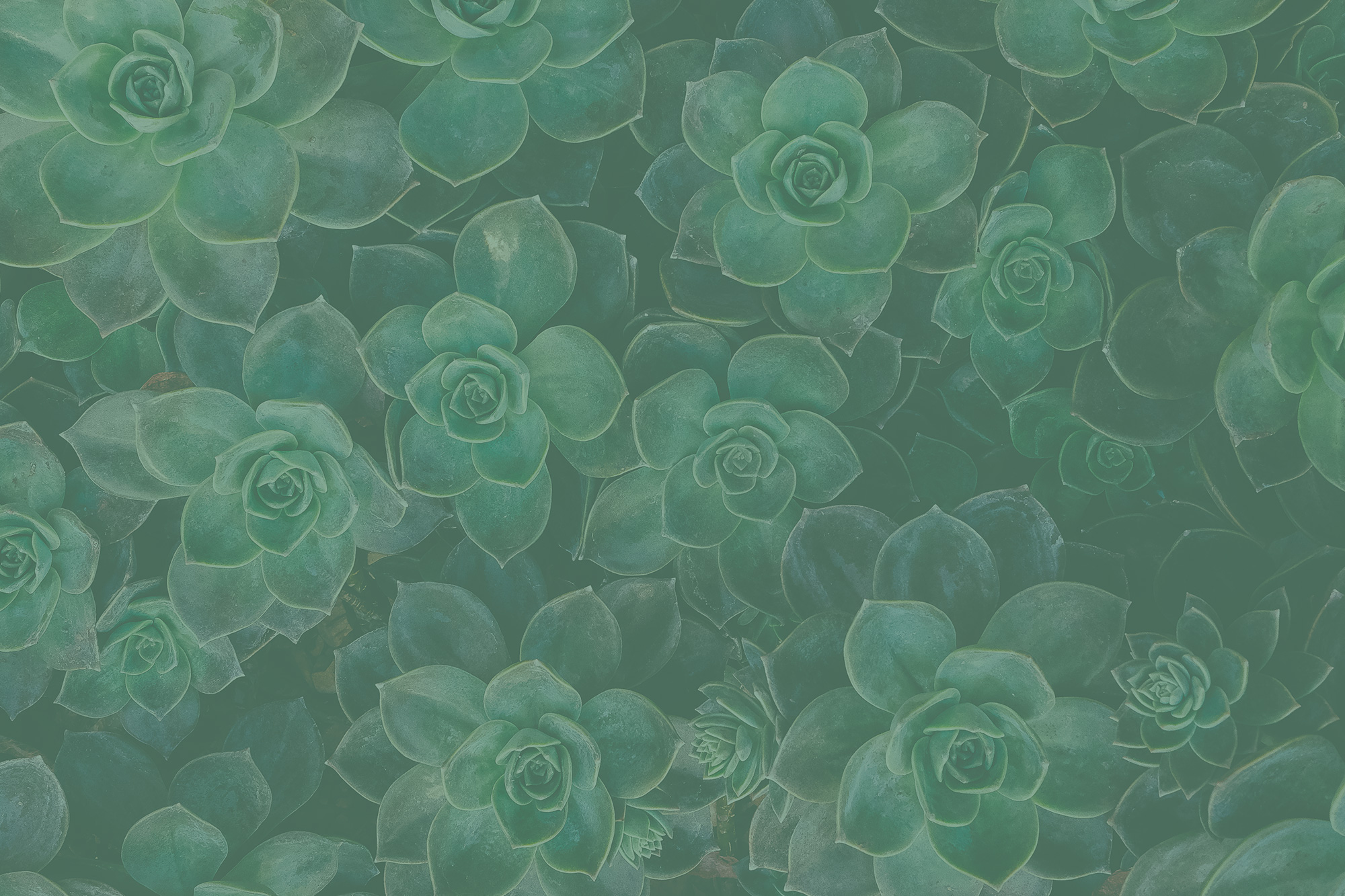 header-greenery.jpg