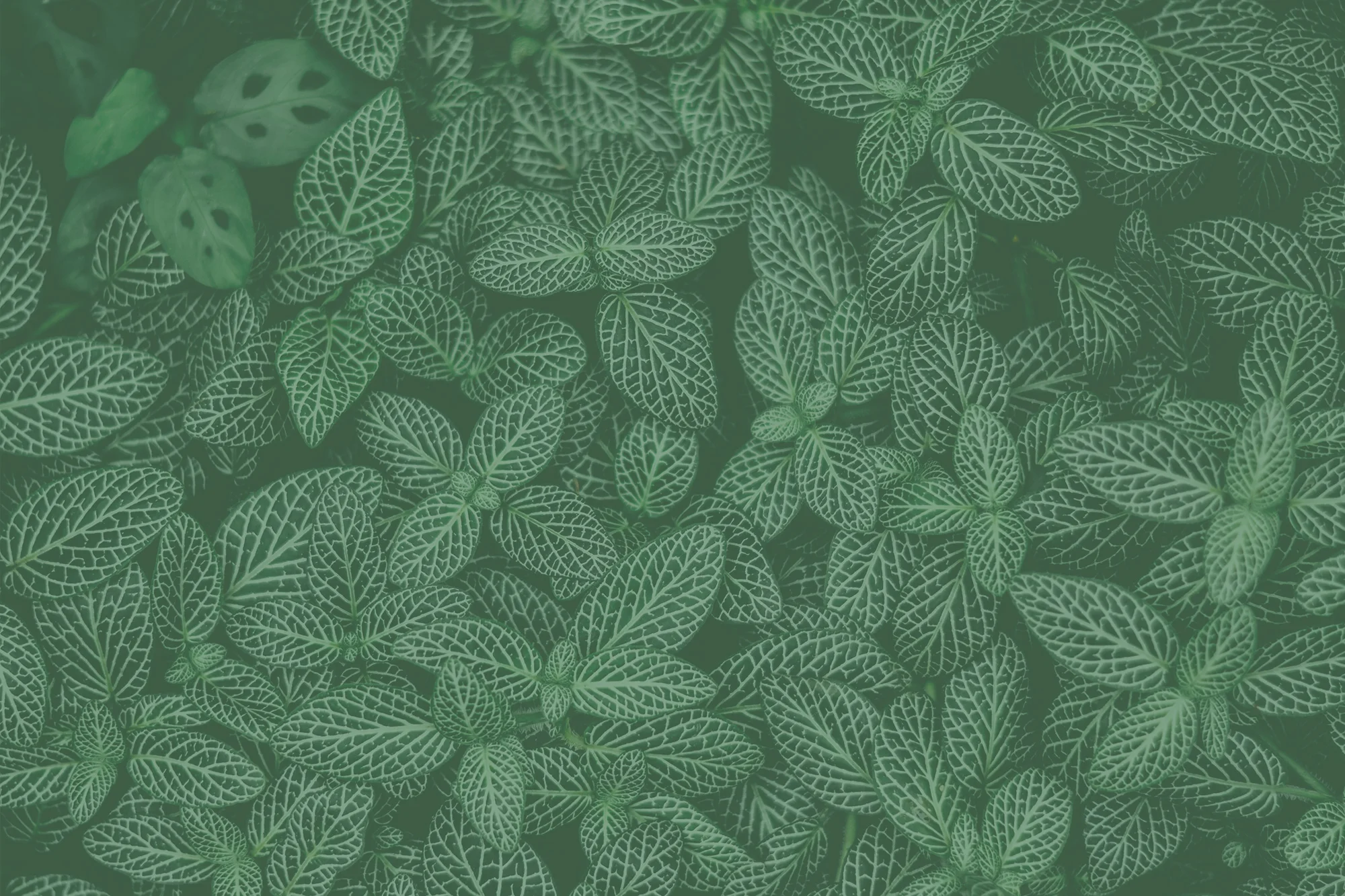 header-greenery-2.jpg