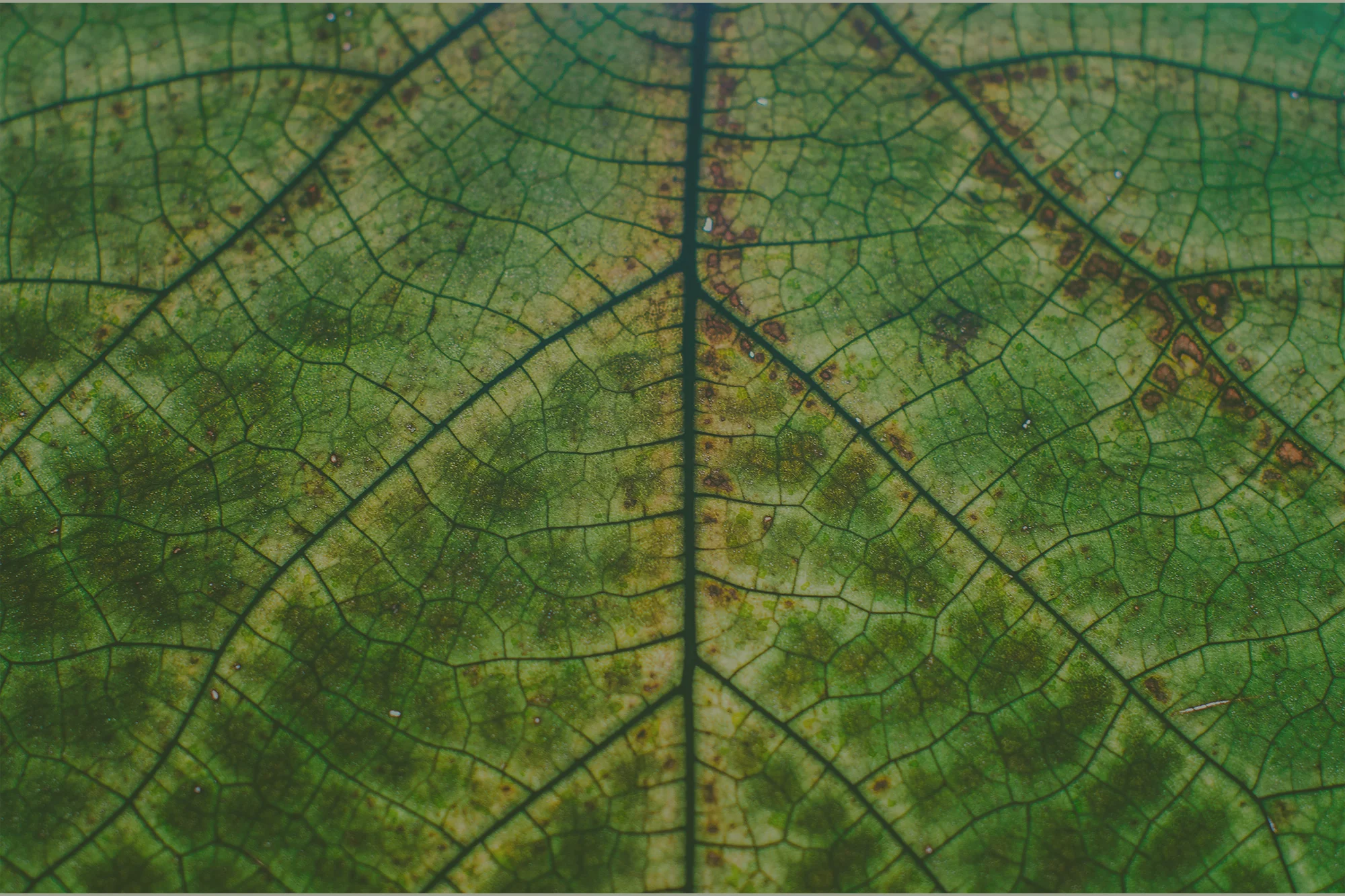 header-leaf.jpg