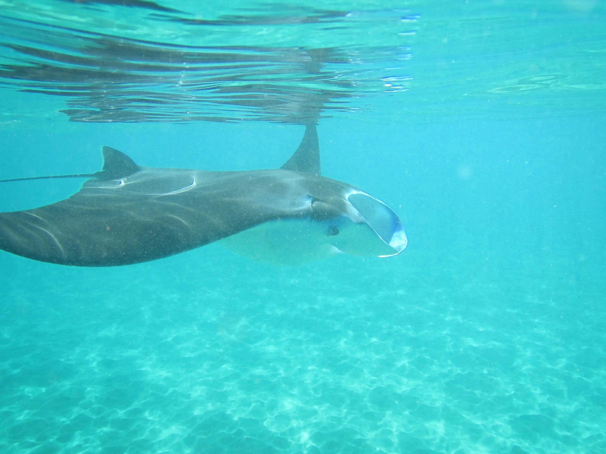 manta ray.jpeg
