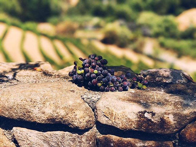 Had quite the adventure at Benziger Family Winery. The entire winemaking process is done completely without pesticides or any nasties. They use owls to fend off the rodents, ladybugs to eat the aphids, cows to fertilize the soil, and all kinds of won