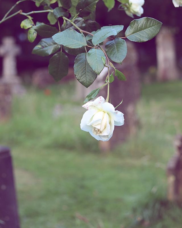 Something simultaneously sad and beautiful. . . . . .
#floral #rose #garden #england #travel #cemetery #twilight #photography #blog #blogger