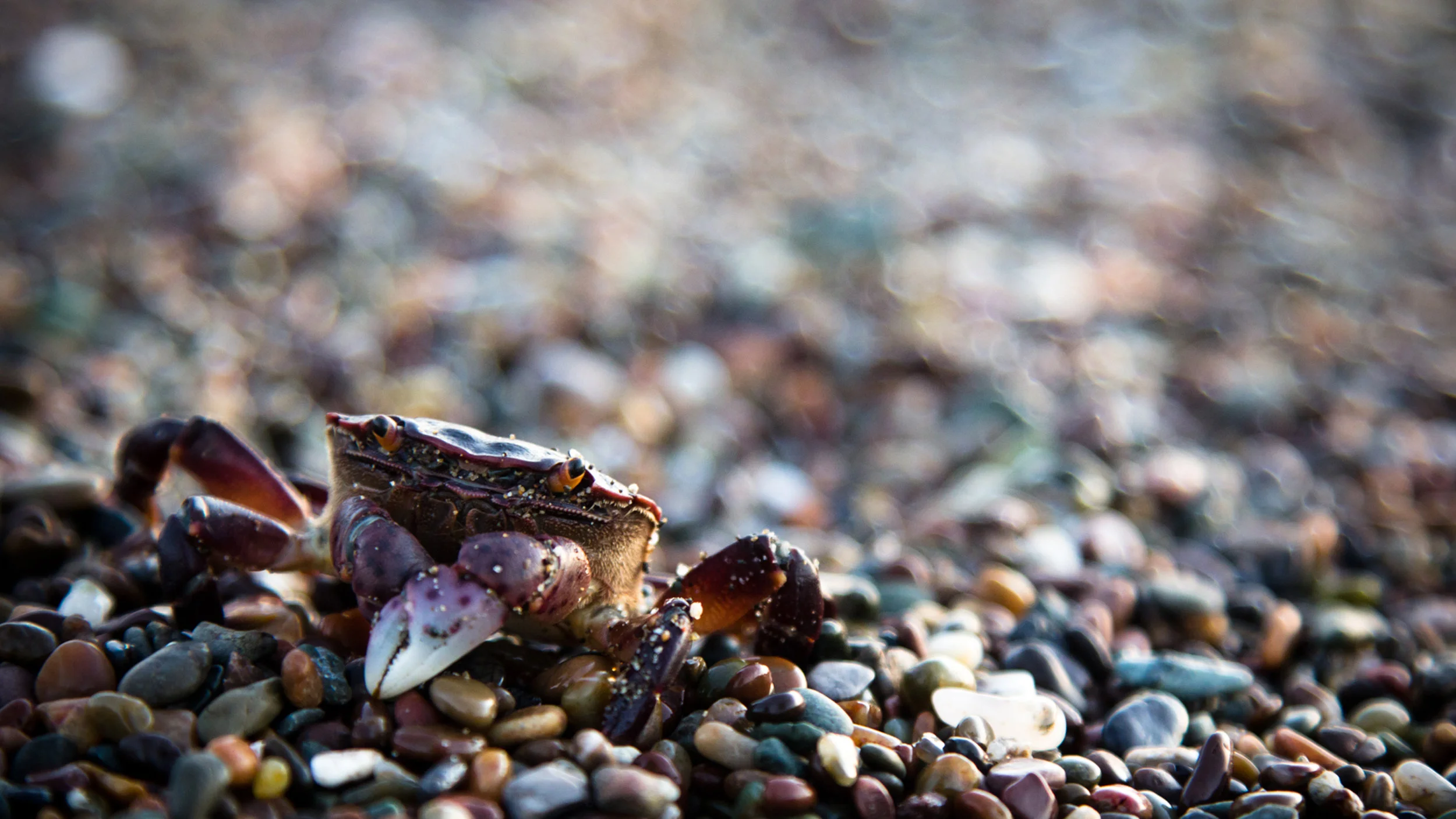 cool crab.jpg