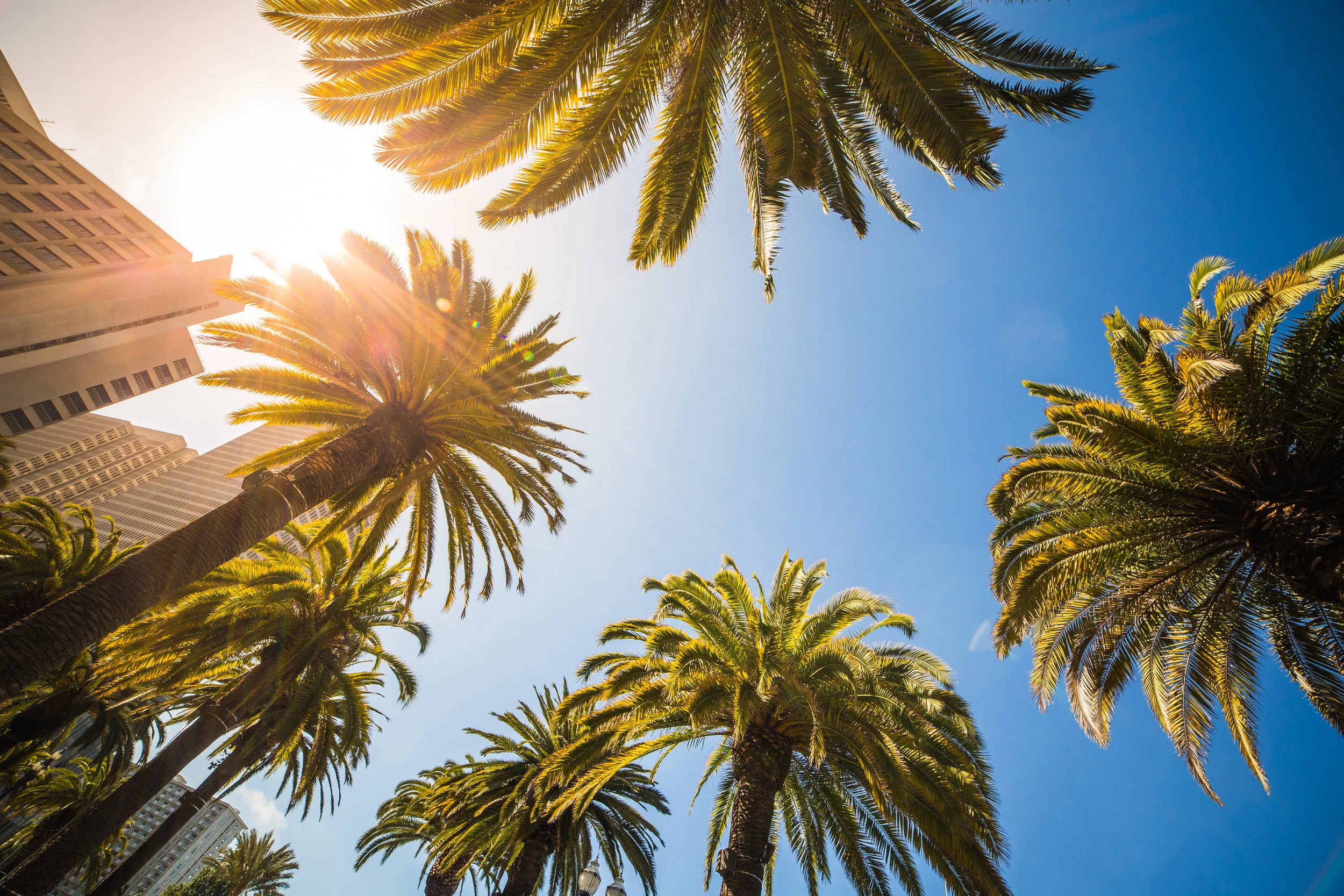 Palm Trees.jpg