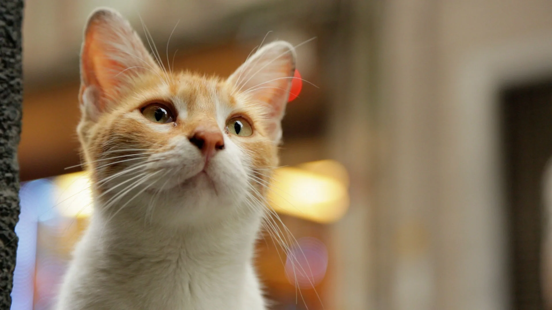 Kedi-Textless_ProRes422HQ_LtRtLRCLfeLsRS_177_101316_3099.jpg