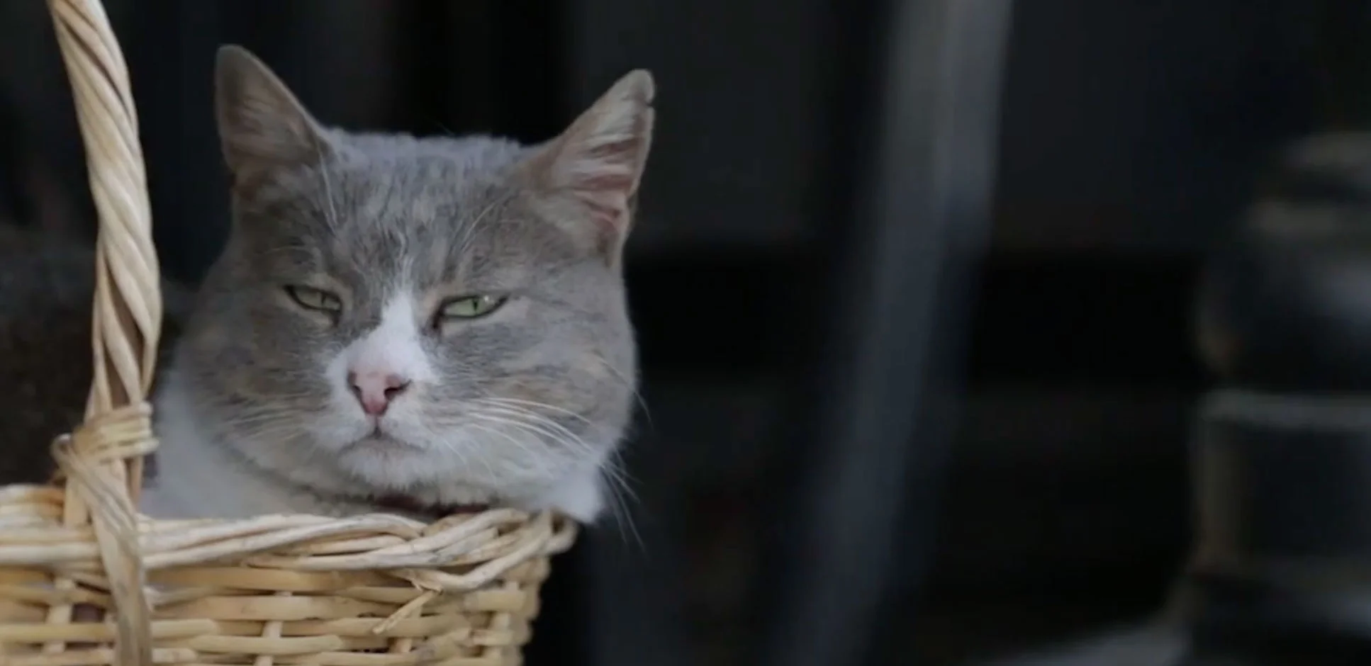 duman-header.jpg