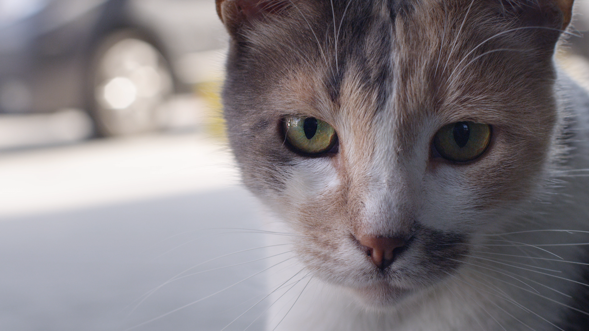Kedi-Textless_ProRes422HQ_LtRtLRCLfeLsRS_177_101316_22822.png