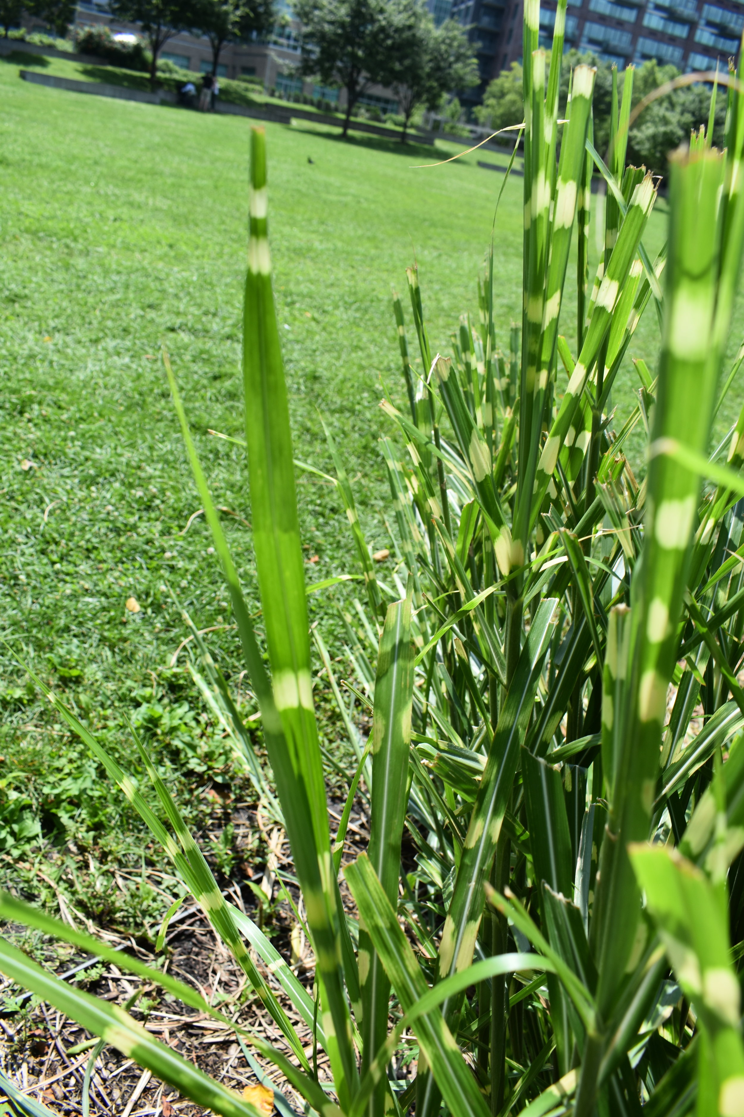 Zebrinus Grass