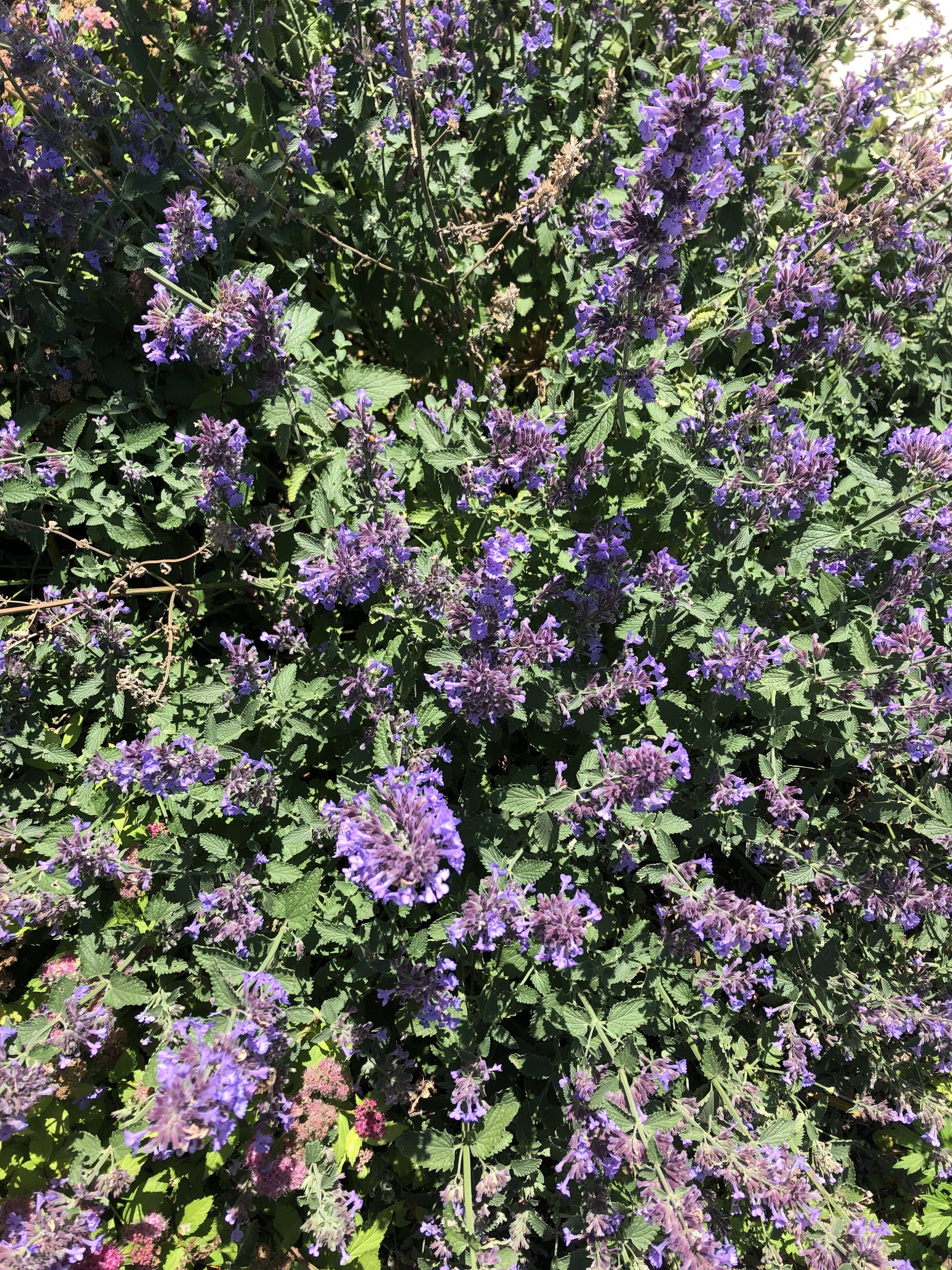 Catmint (nepeta)