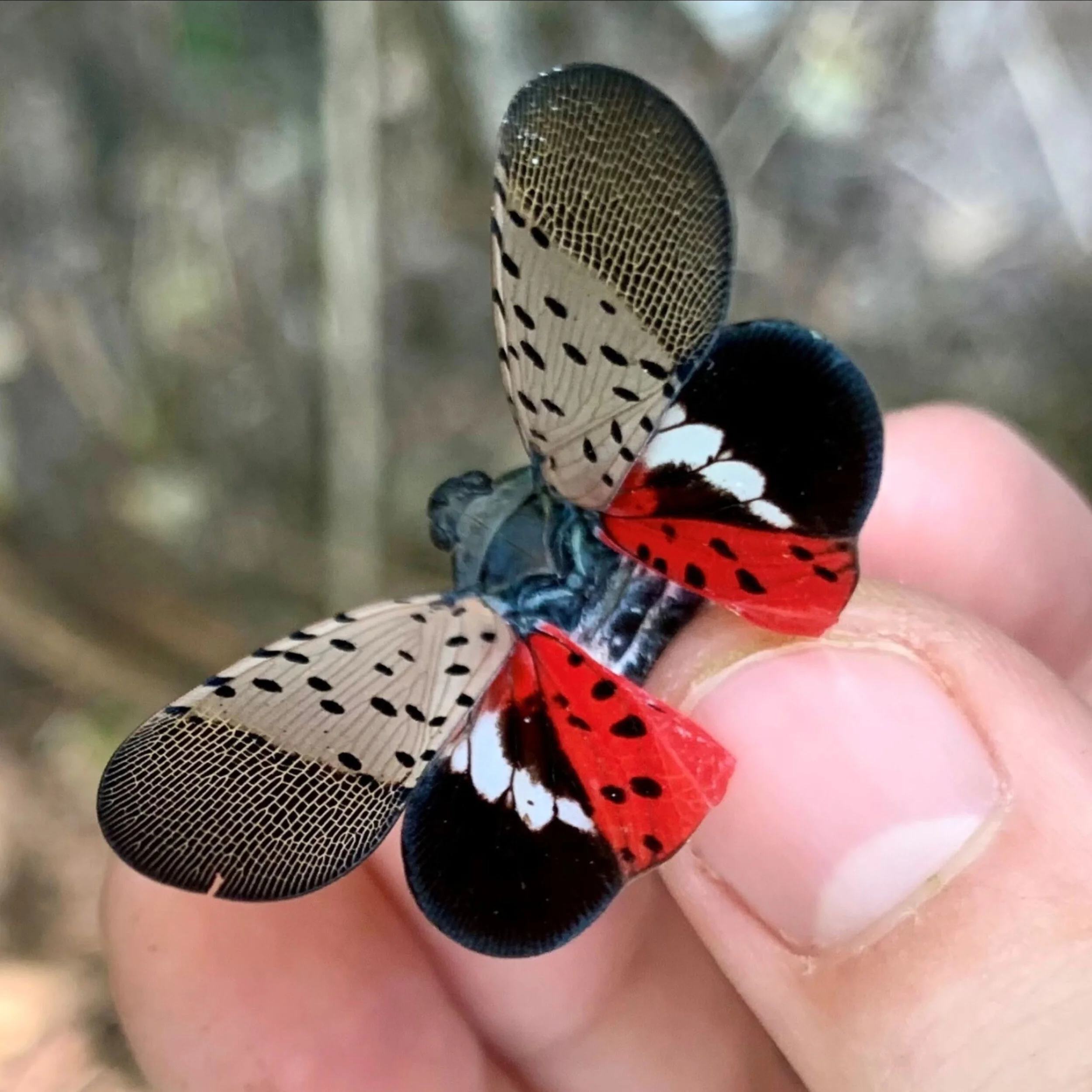 Spotting the Spotted Lanternfly! — Hunters Point Parks Conservancy