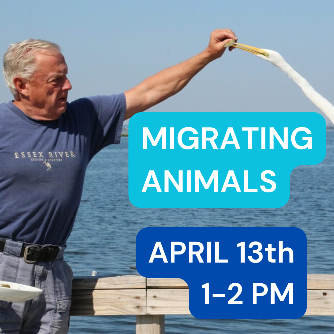 Guest Speaker Don Riepe: Animal Movements and Migration