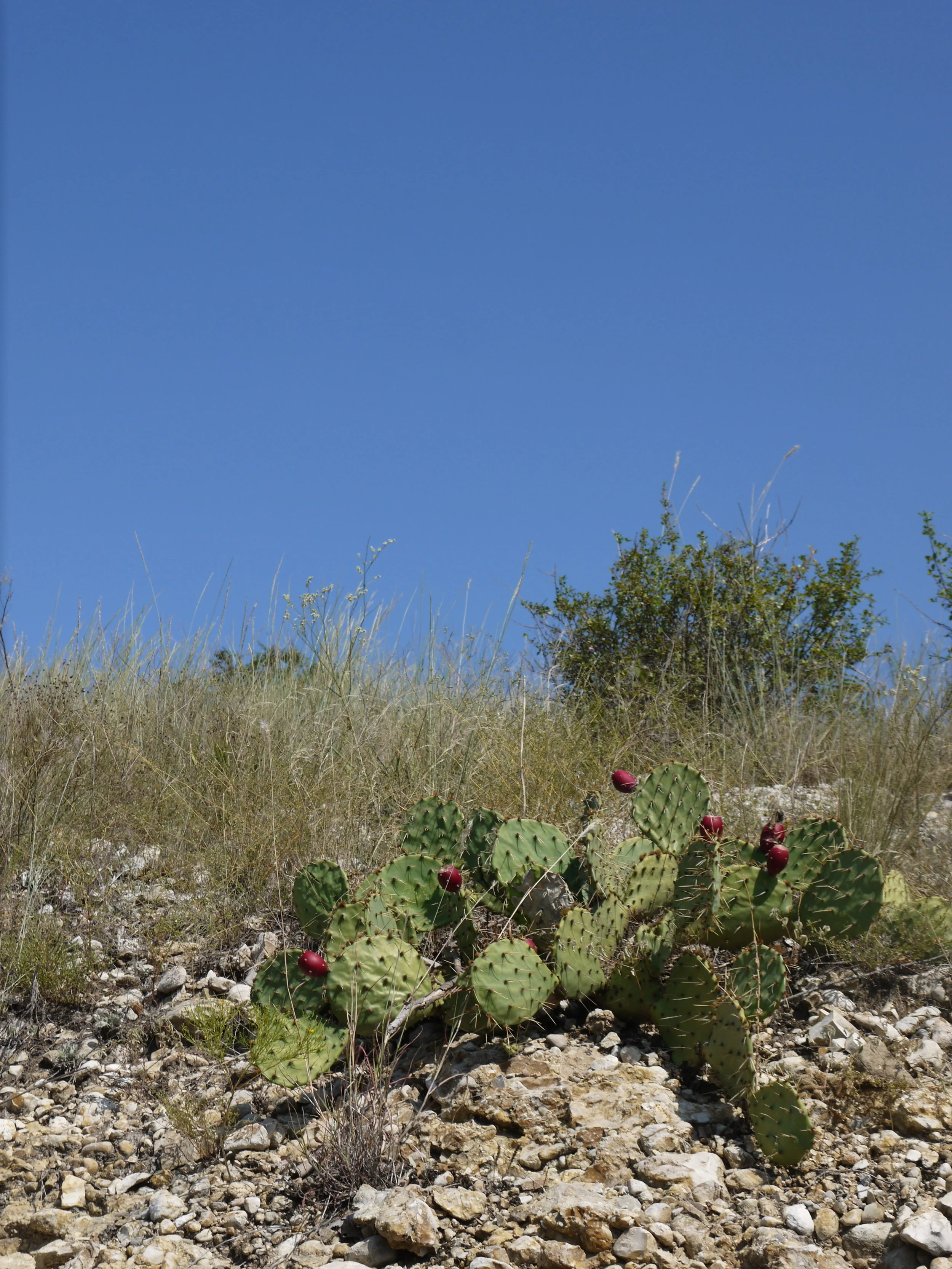 Chickasaw National Recreation Area