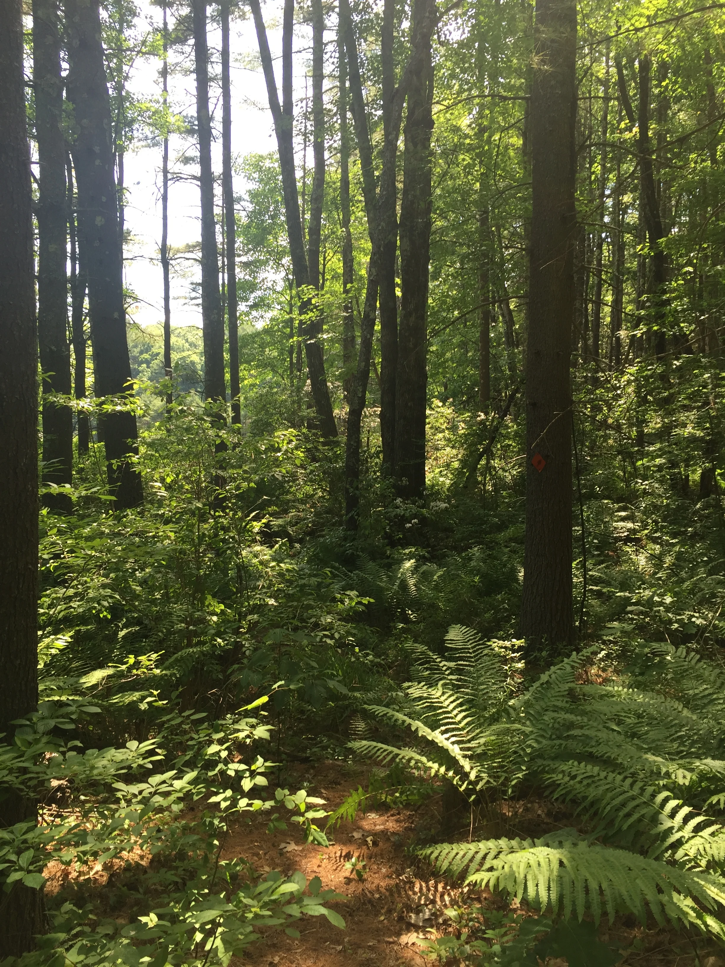 Willard Brook State Forest