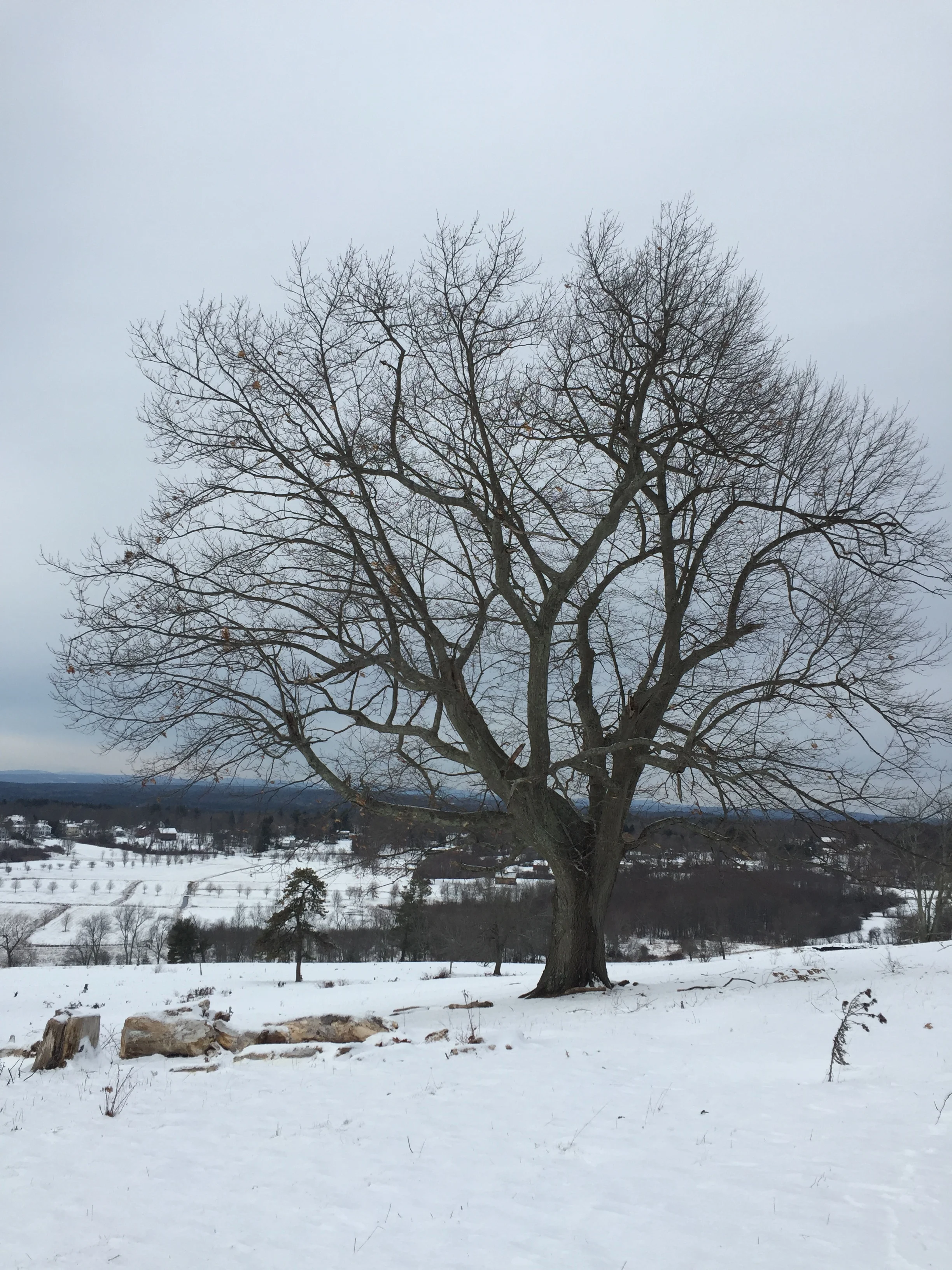 Gibbet Hill