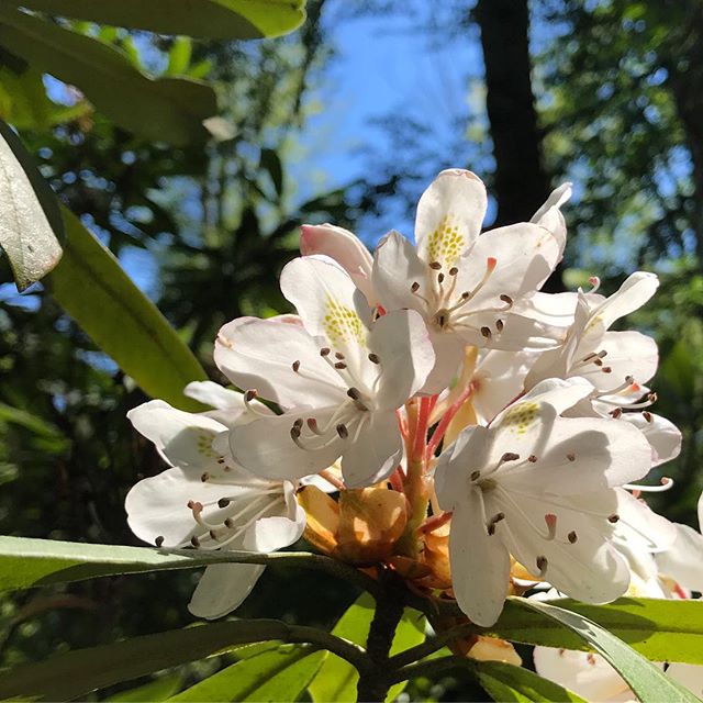 If you live in the area, you must check out @massdcr Maudslay State Park - especially the Long Border Trail. Hop over to the blog (link in profile) to find out why!