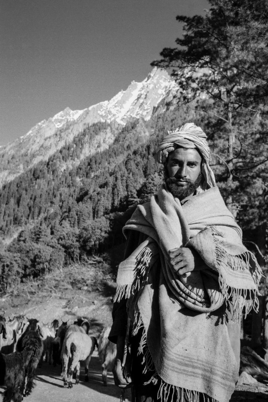 8-Kashmir shepherd-52.JPG