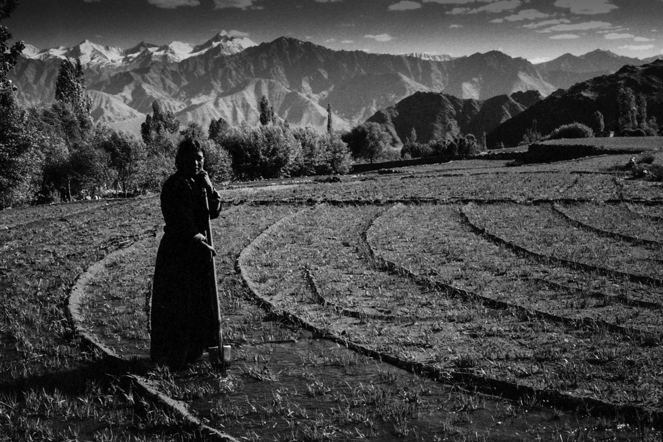 53-Rice fields in Ladakh-1.JPG