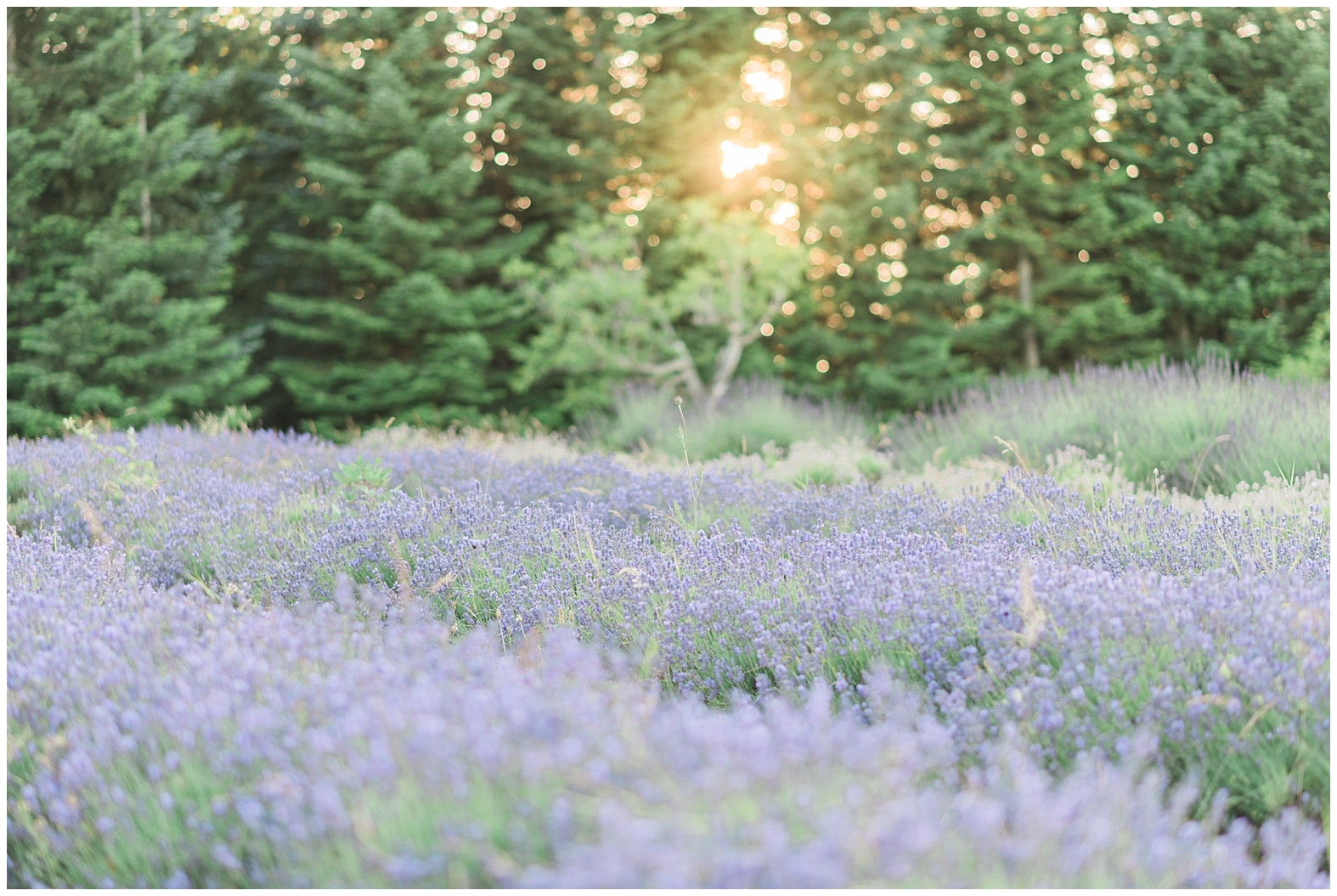 Lavender Farm Engagement | Janet Lin Photography