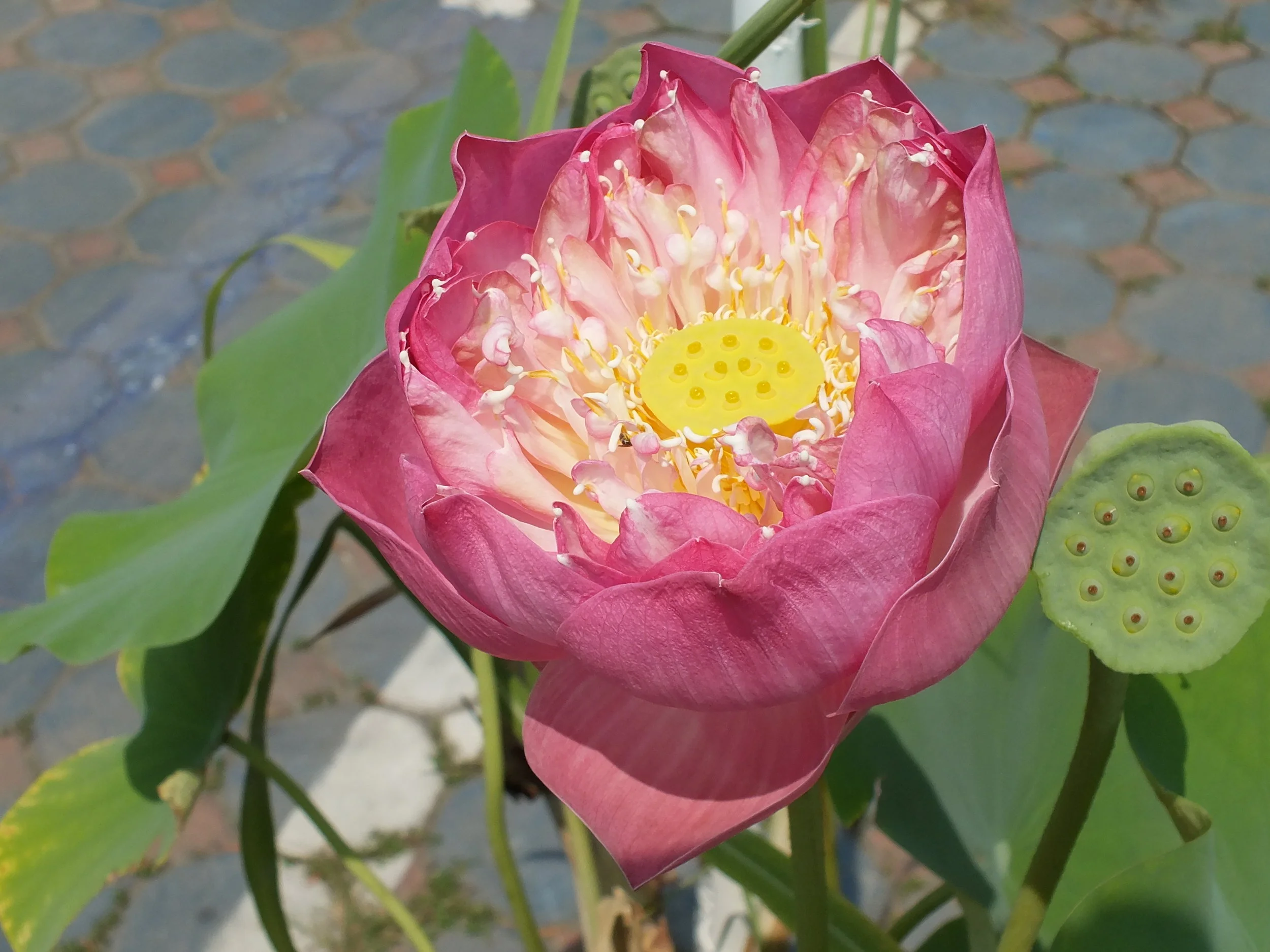 DSCF1182.JPG