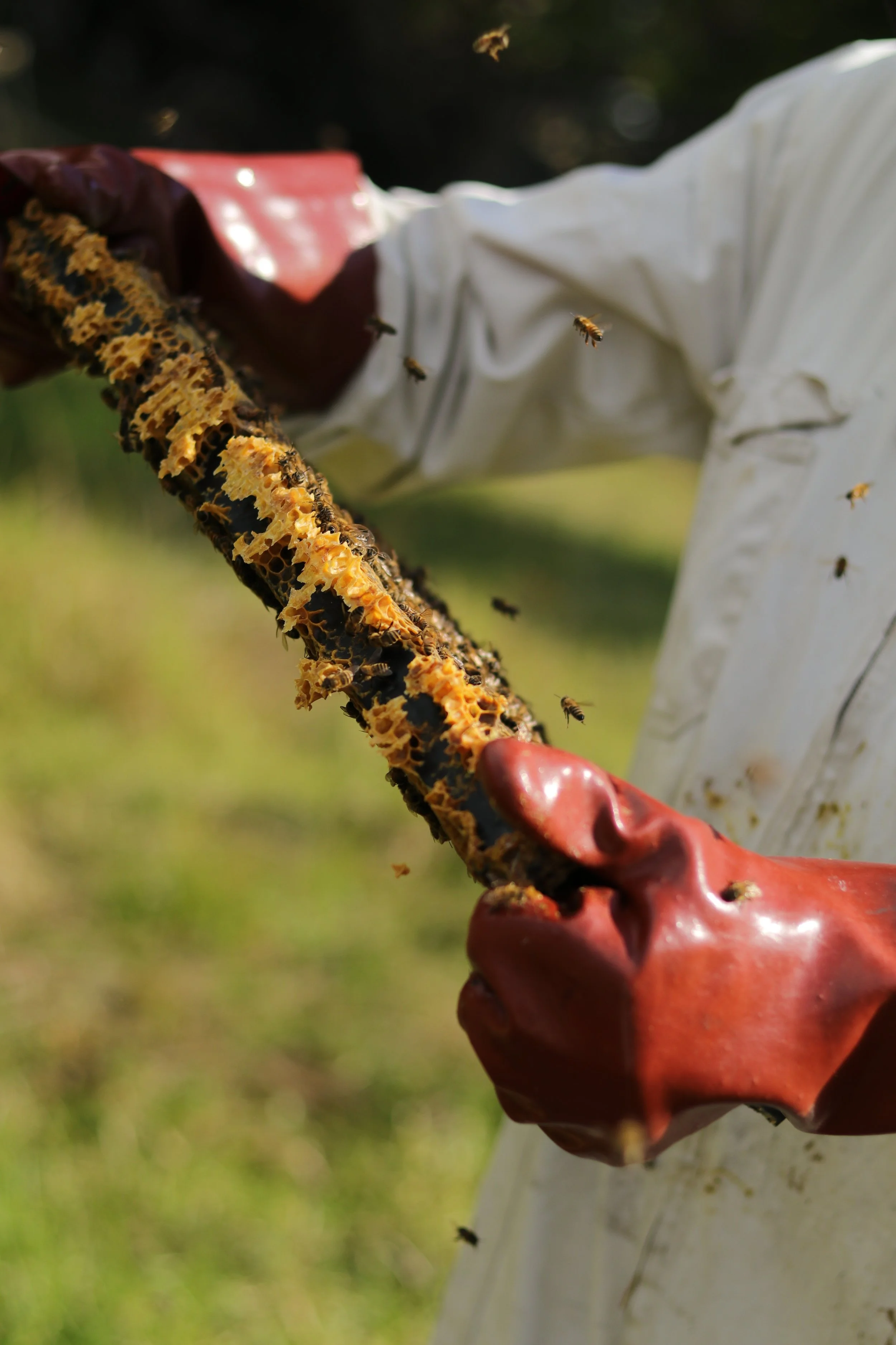 bee-propolis-autoimmune-disease.jpg