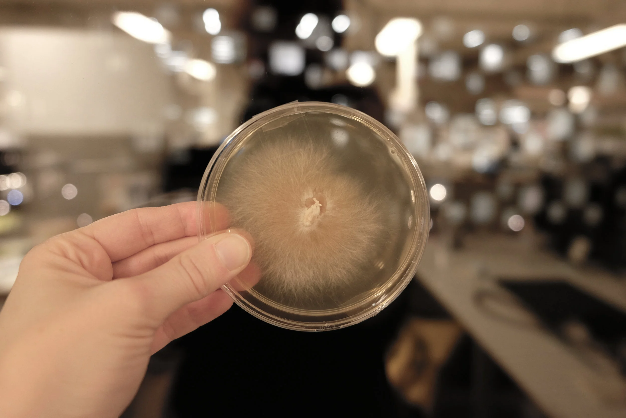  successful clone - mycelium only 