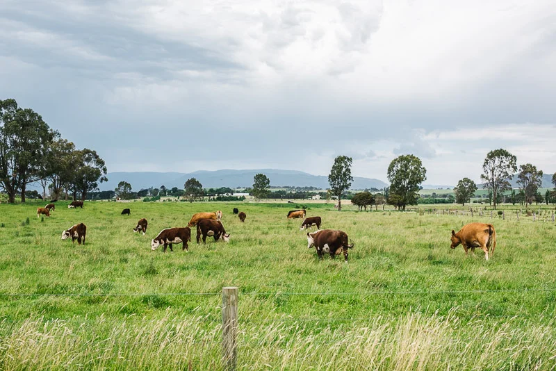 alanadimou-dairy-1.jpg
