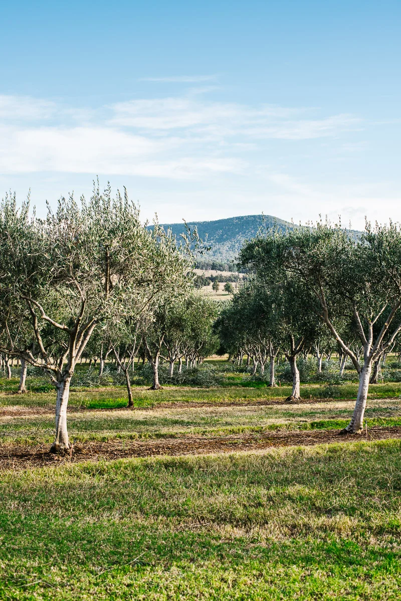 alanadimou-fonsw-42.jpg