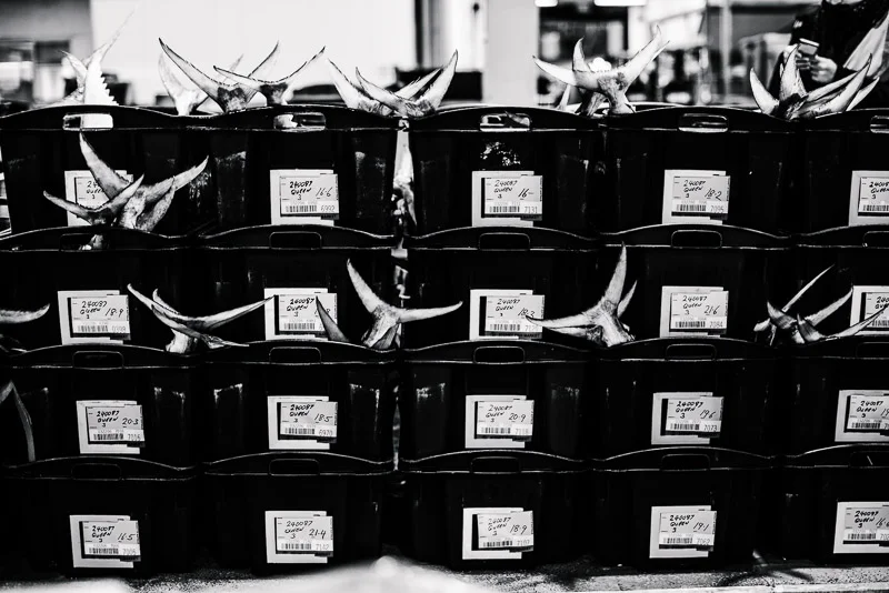 alanadimou-manettasseafoodmarket-04.jpg
