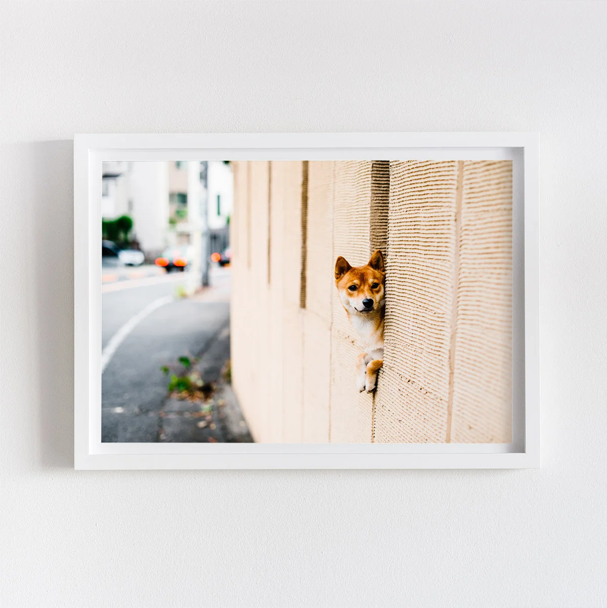alanadimou-shiba-frame.jpg