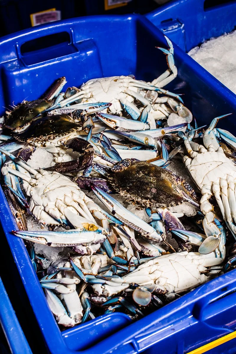 alanadimou-sydneyfishmarket-06.jpg