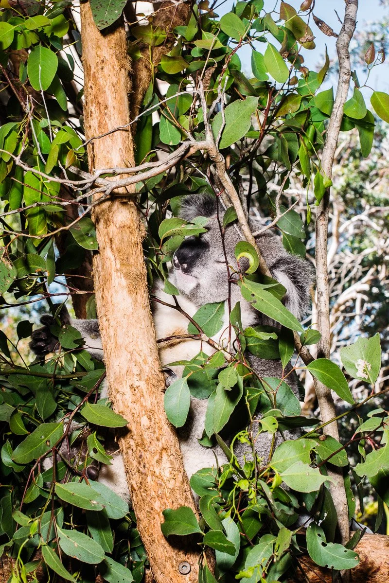 alanadimou-tarongazoo-1.jpg