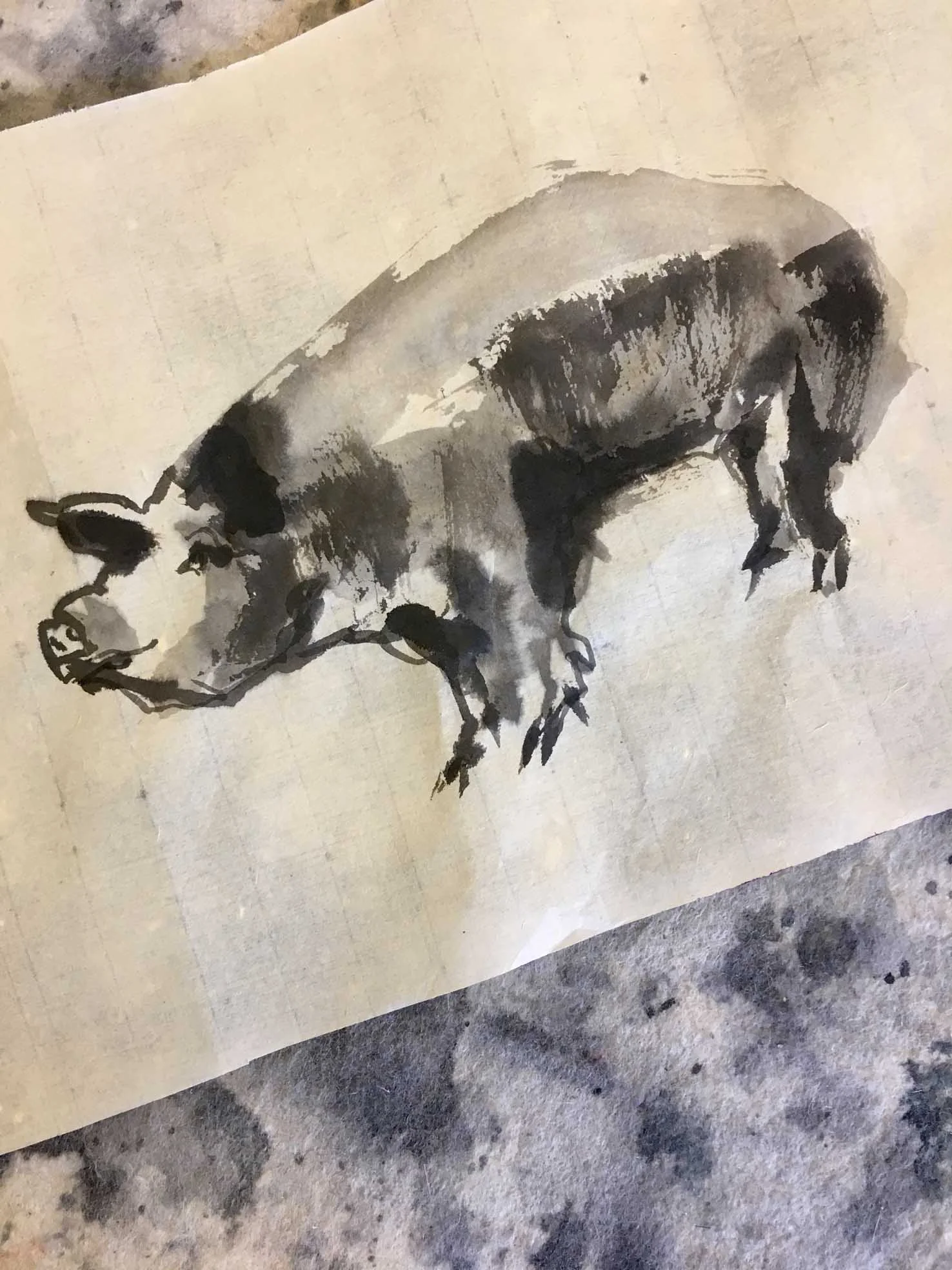 Boar