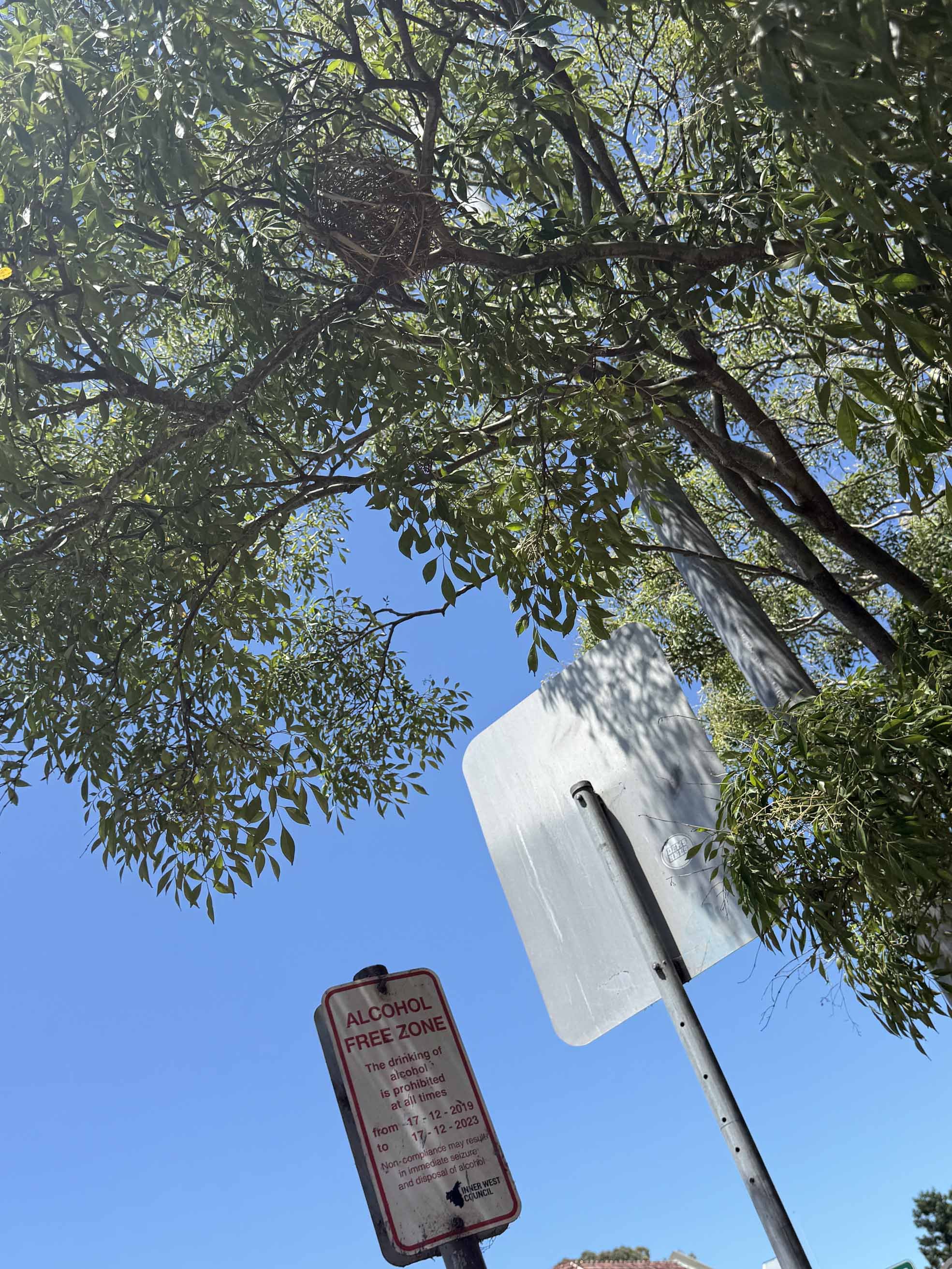 Birds choose to nest in trees in the Square, despite 24/7 noise.  