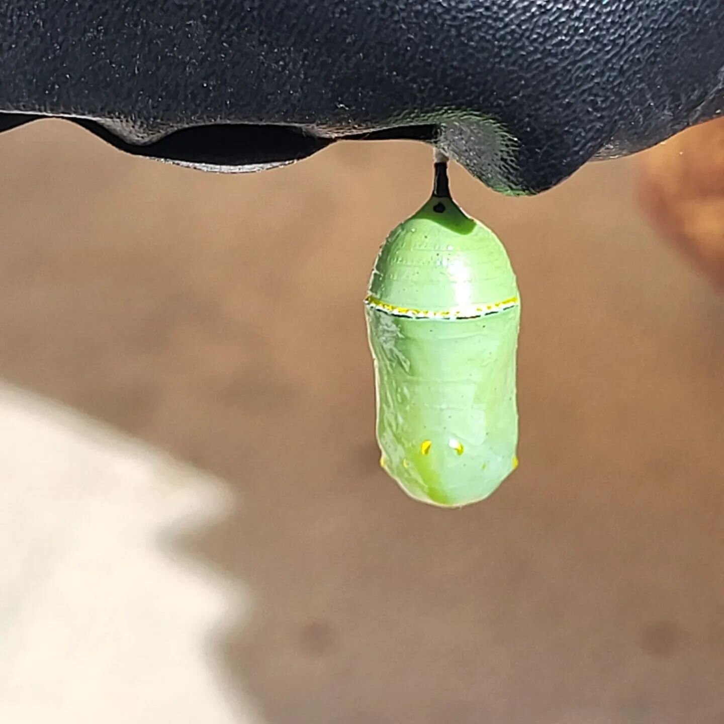 Backyard Sanctuary Adventures--- So 2 weeks ago a chrysalis formed under my outdoor weight bench. Then last week a curious caterpillar attached itself to our outdoor table. I checked on it yesterday and it was still and hanging in a somewhat fetal po