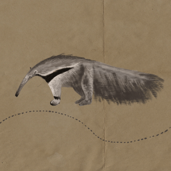 Anteater Gif ©Jamie Waynick