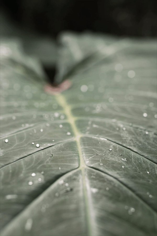 Inchworm Gif ©Jamie Waynick