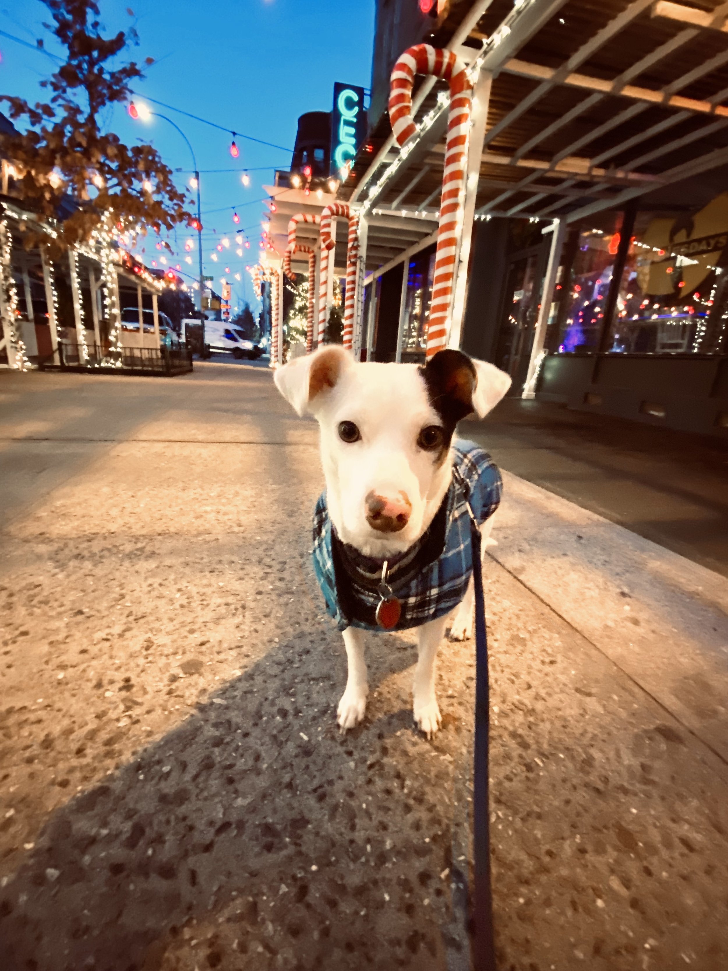 dog-on-the-town-sam1.jpg