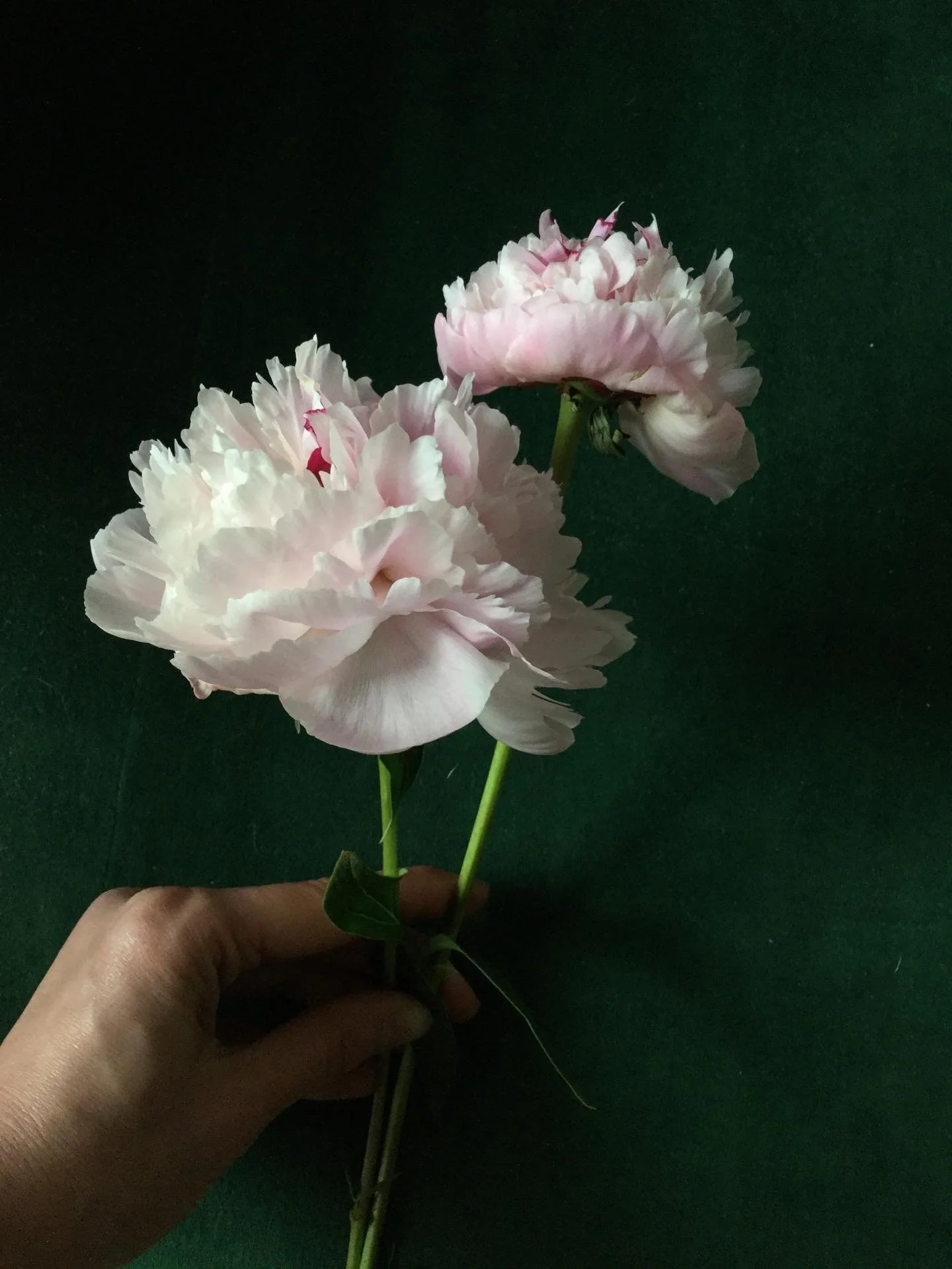 We&rsquo;ve been thinking about Valentine&rsquo;s Day differently this year.
Yes, flowers. Always flowers. But also&hellip;
The friends who show up. The family who steady you. The partner who knows your coffee order. The neighbor who checks in. The t