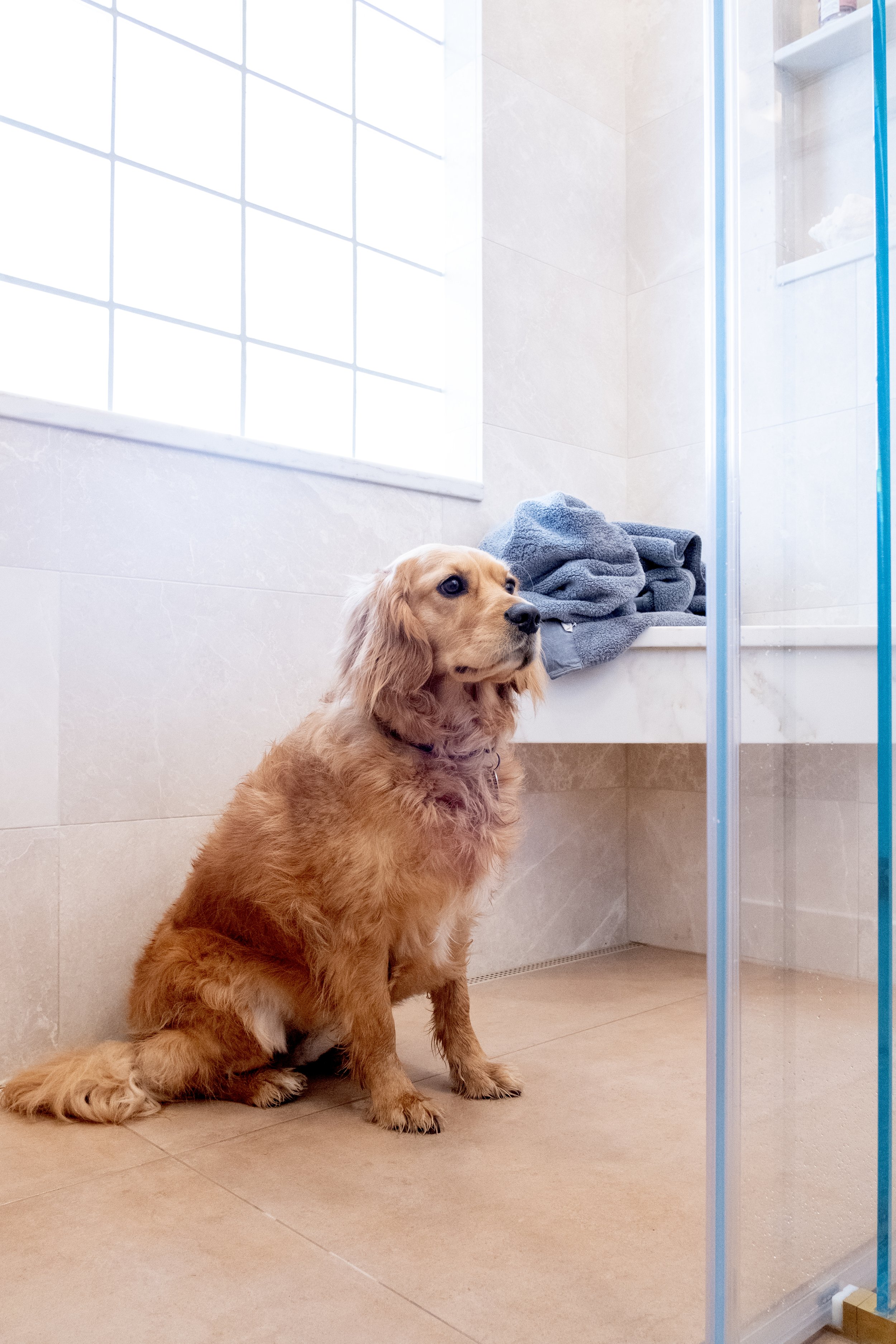 5329 fair oaks puppy F6730 r ad.jpg
