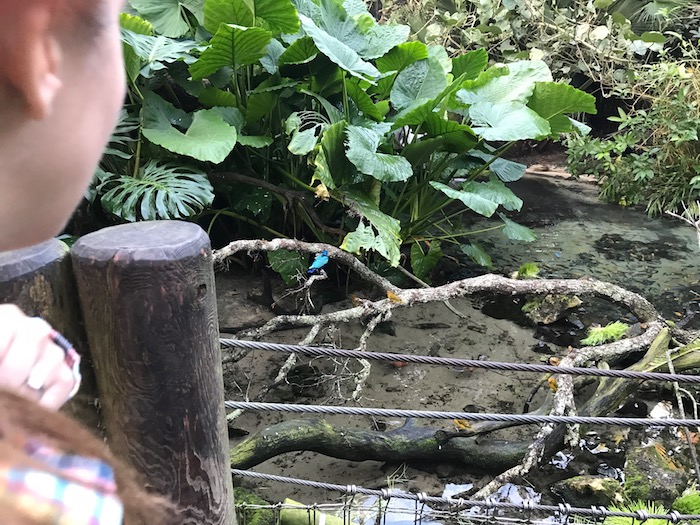 disney backstage tours animal kingdom backstage tales aviary.jpg